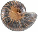 Split Black/Orange Ammonite (Half) - Unusual Coloration #55680-1